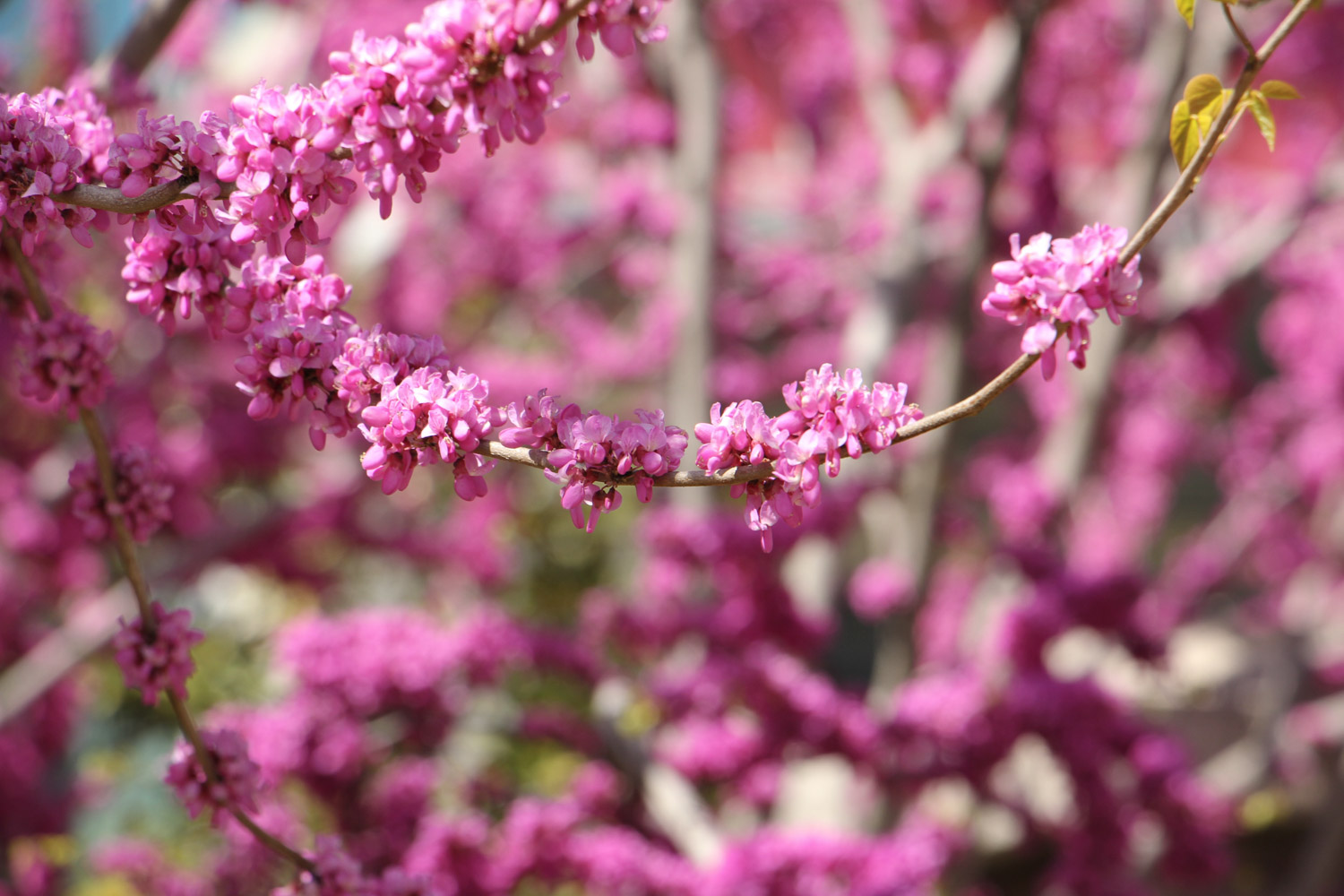 Bauhinia