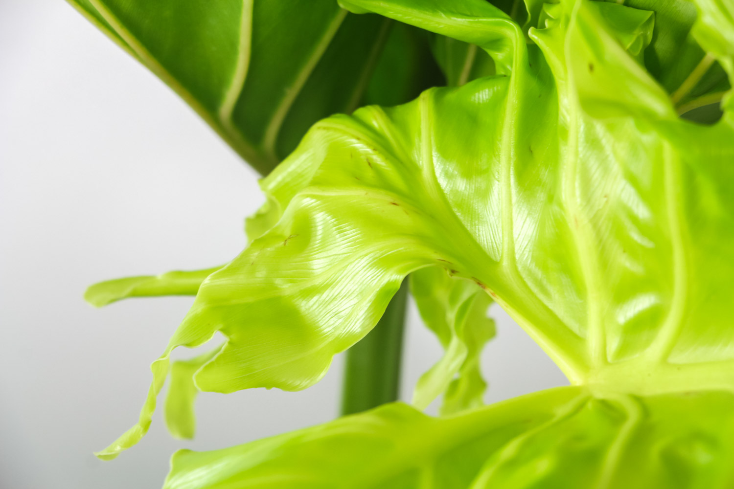 Philodendron selloum