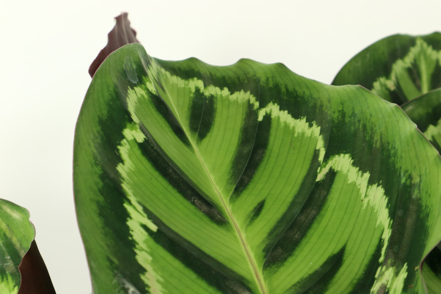Arrowroot