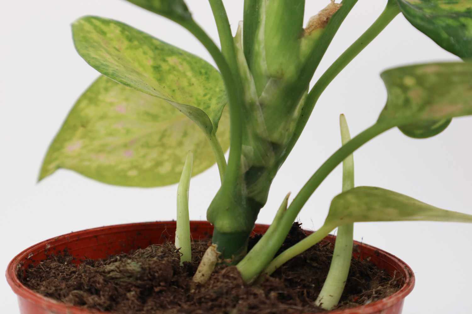 Dieffenbachia