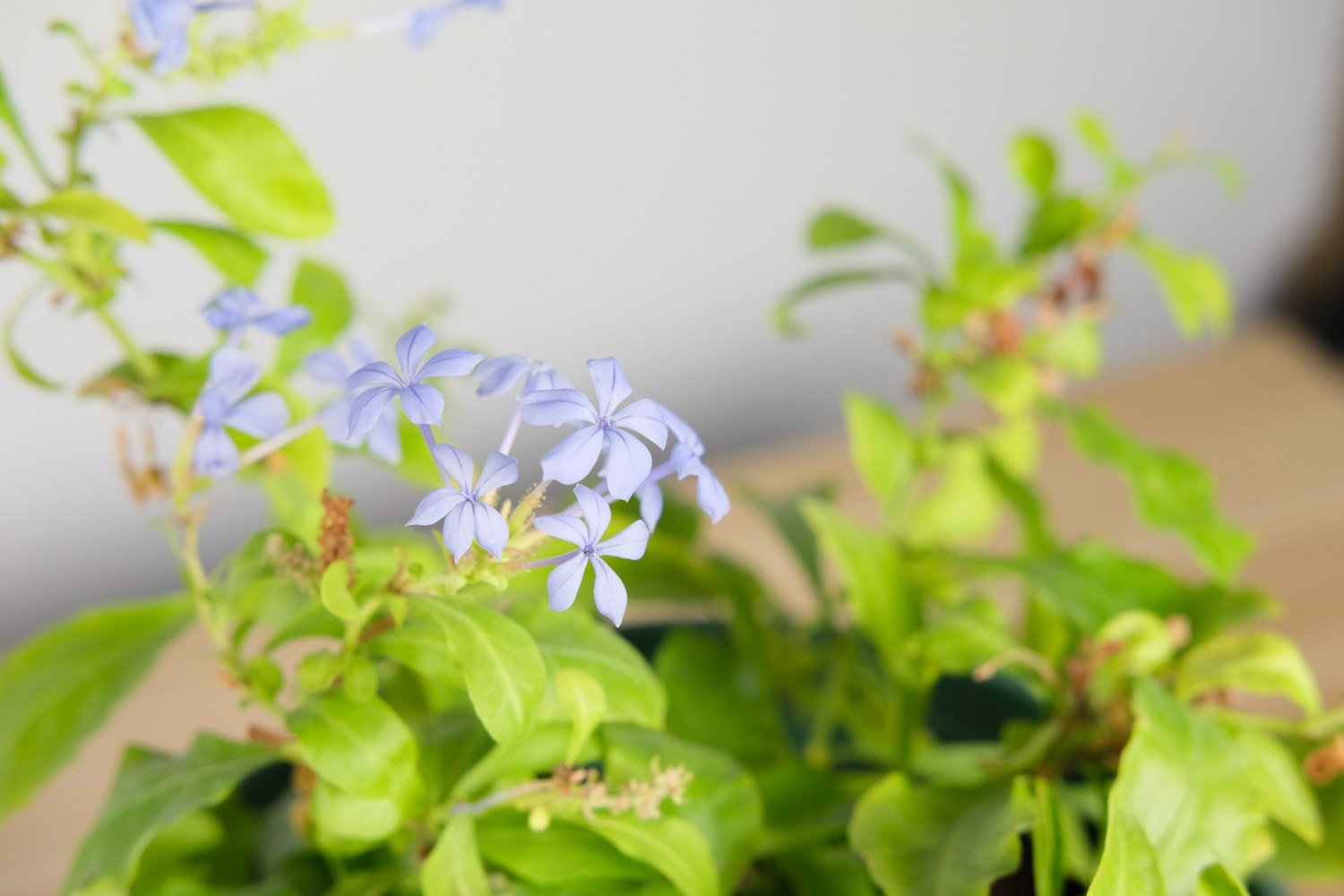 Plumbago Auriculata