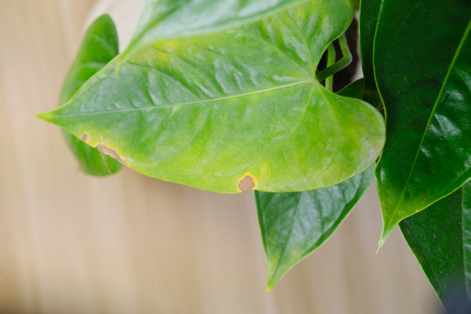 Anthurium