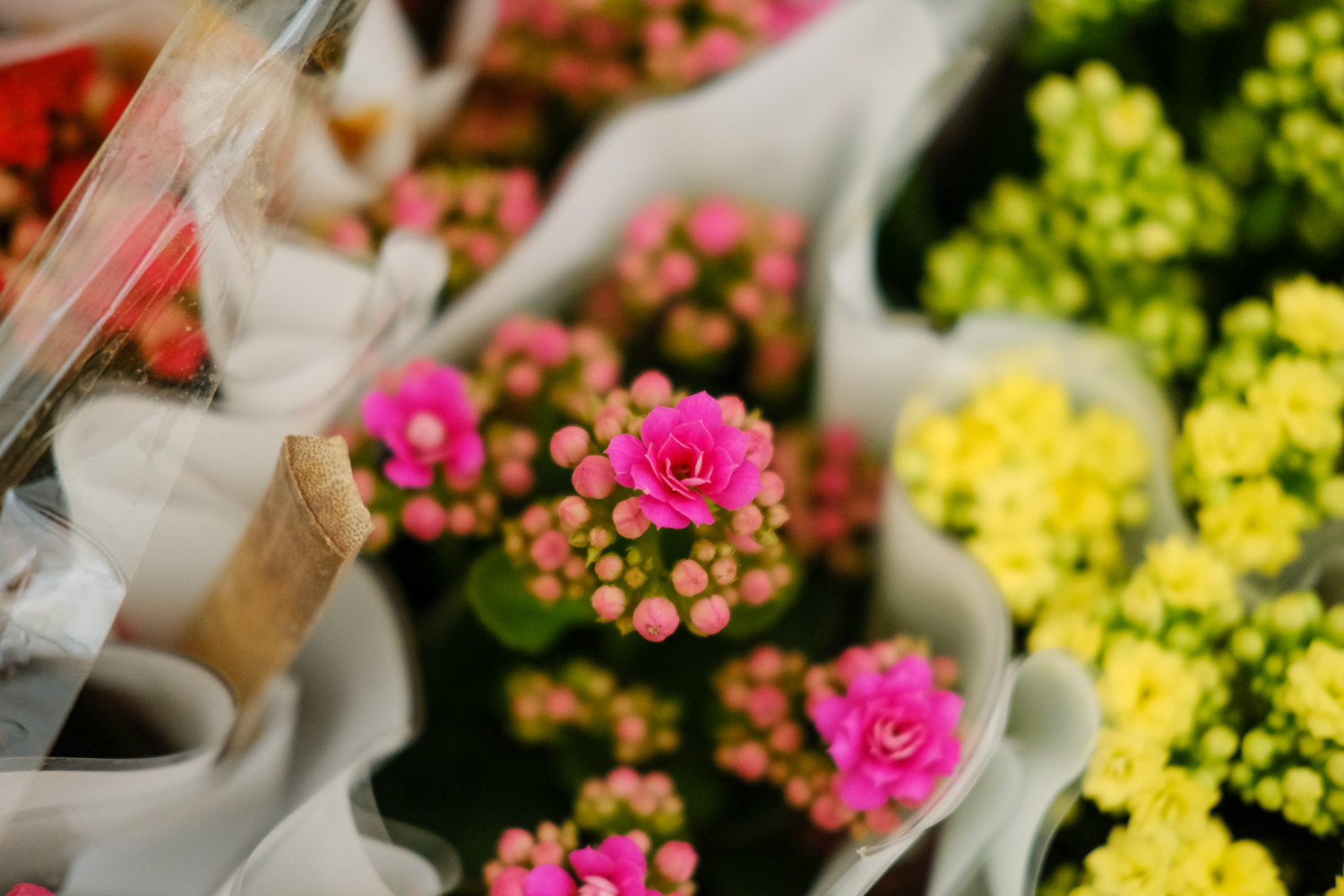 Longevity flower