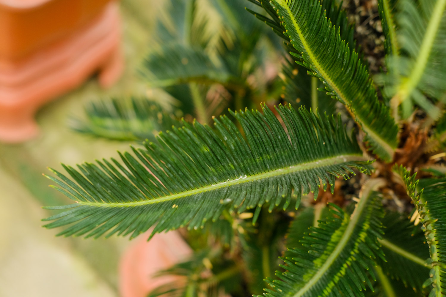 Cycas