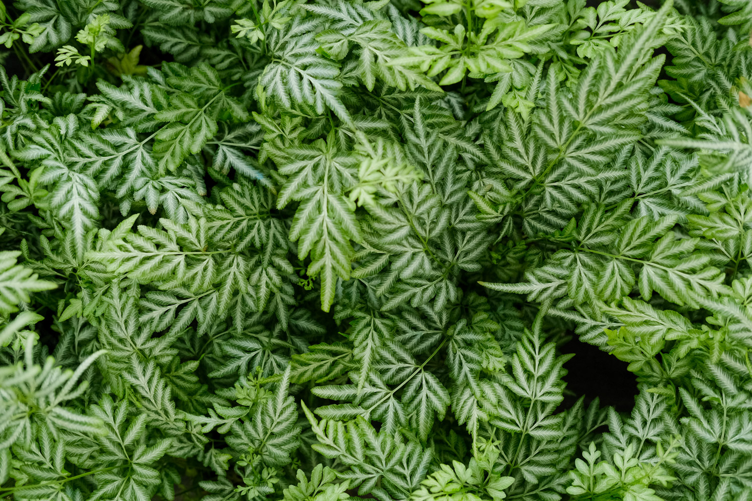 Pteris