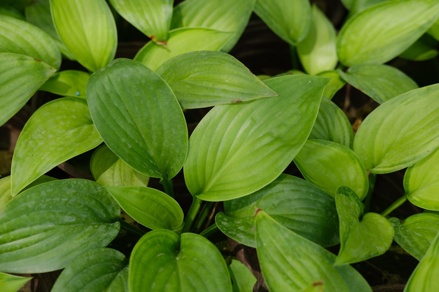 Hosta