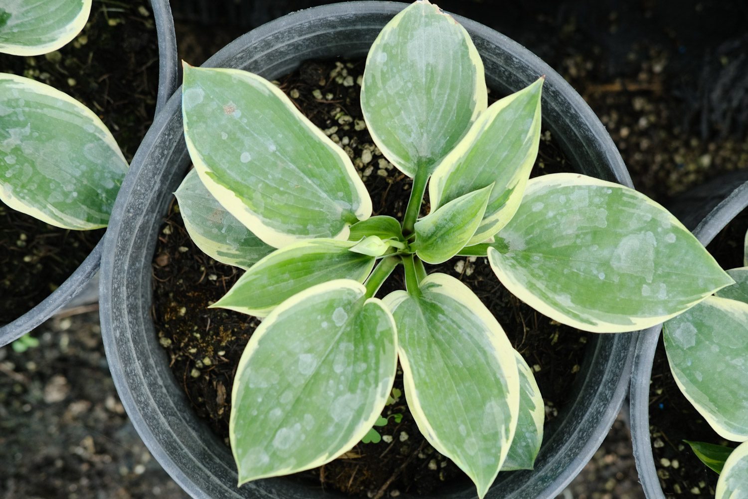 Hosta