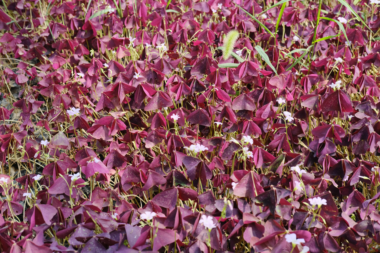 Oxalis