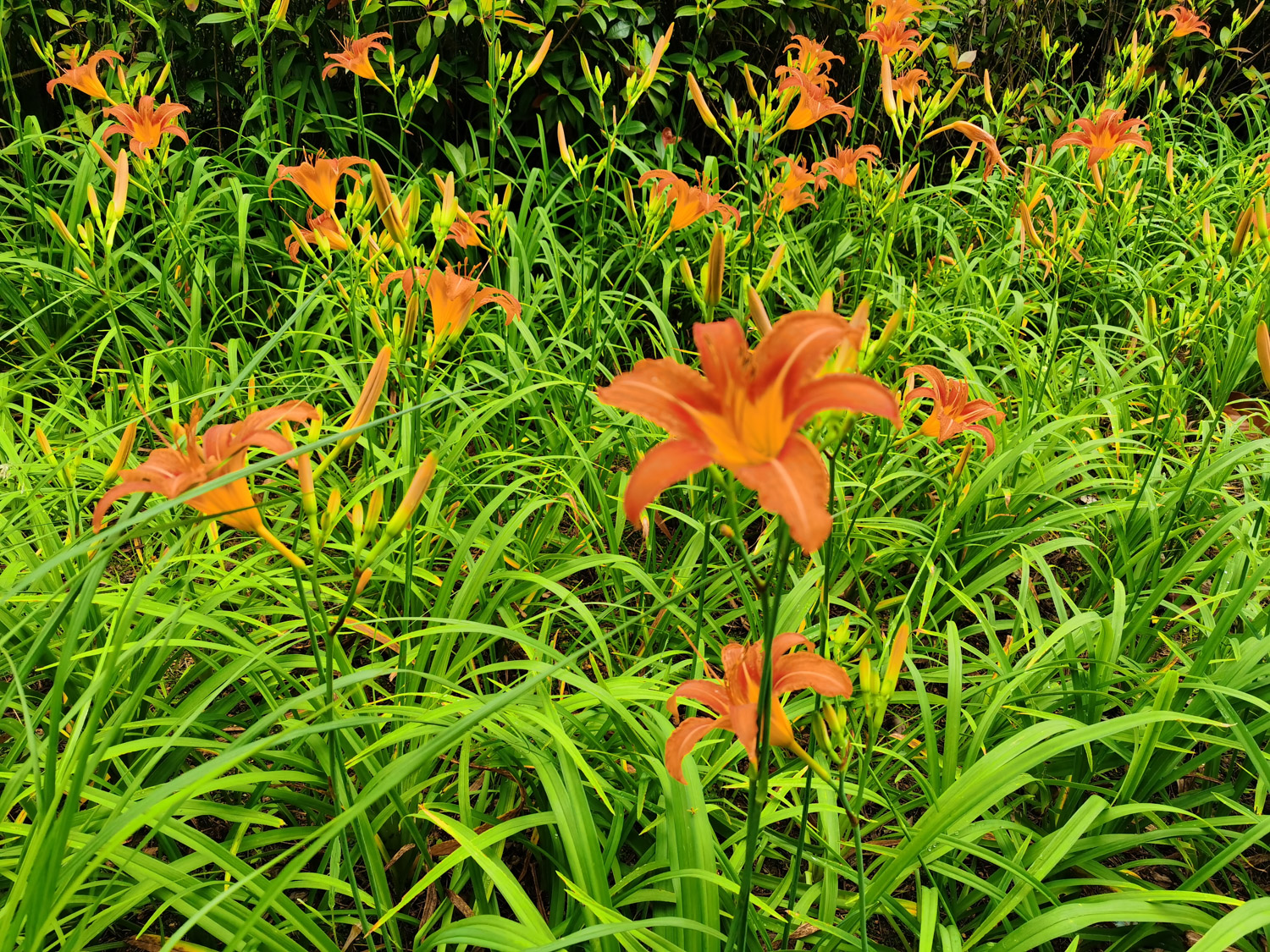 Hemerocallis