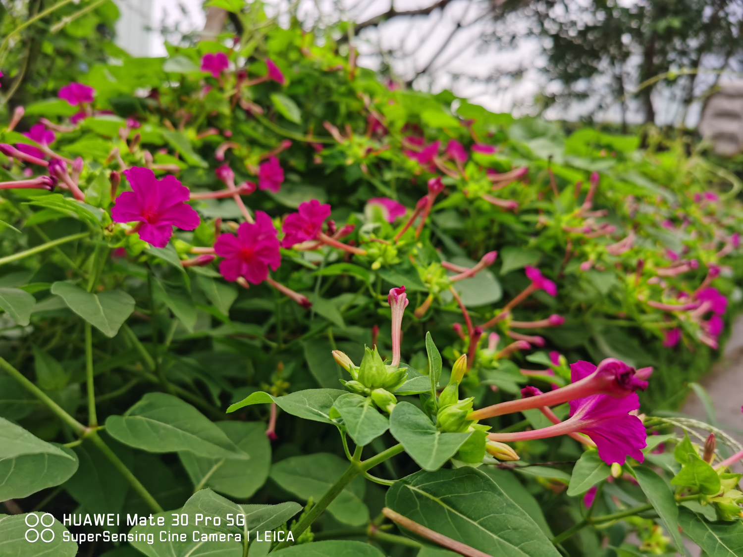 Mirabilis jalapa