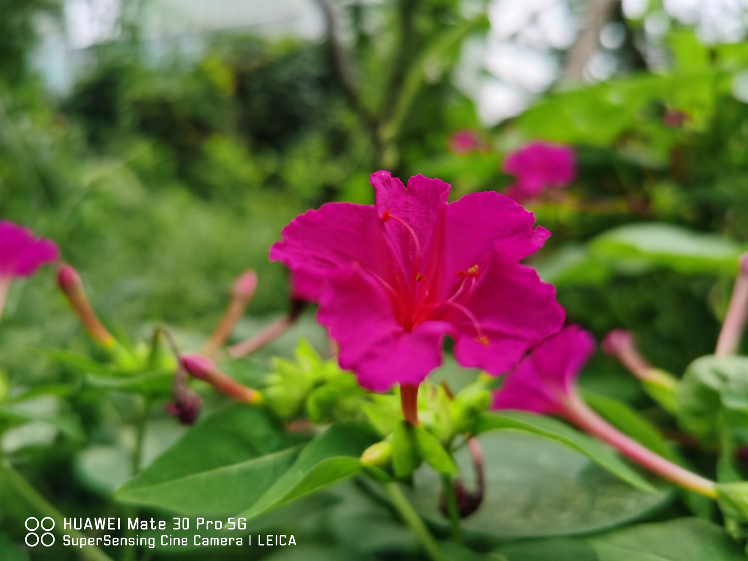 Mirabilis jalapa