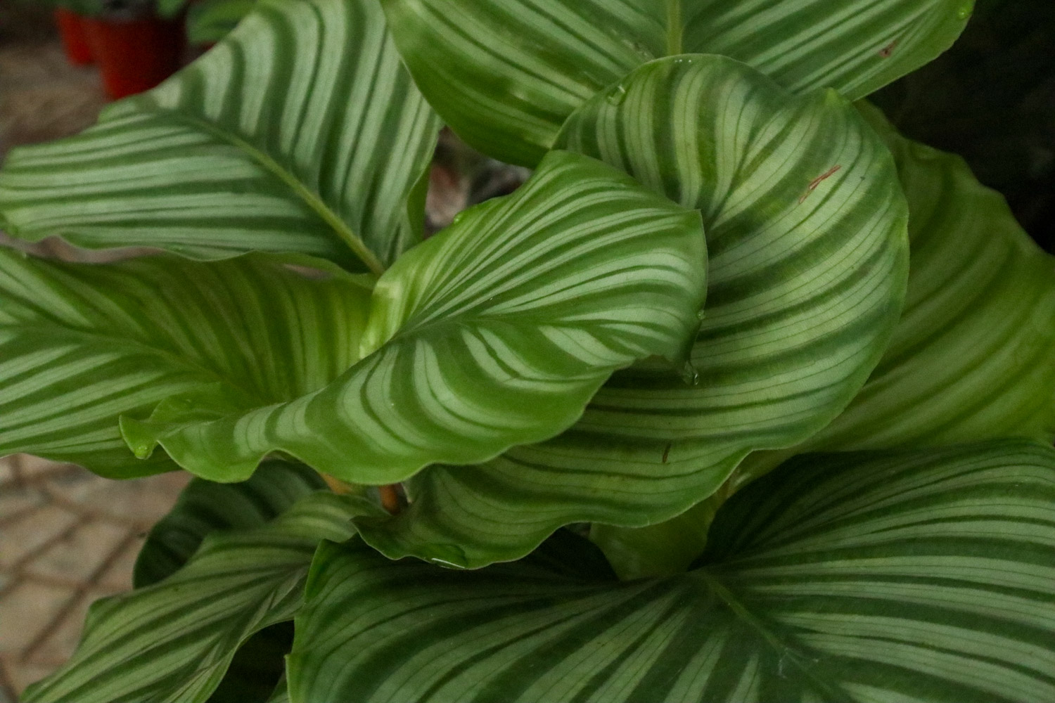 Green apple arrowroot