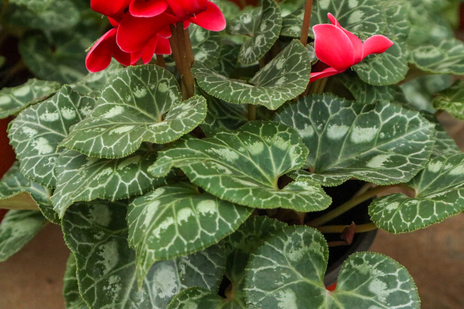 Cyclamen