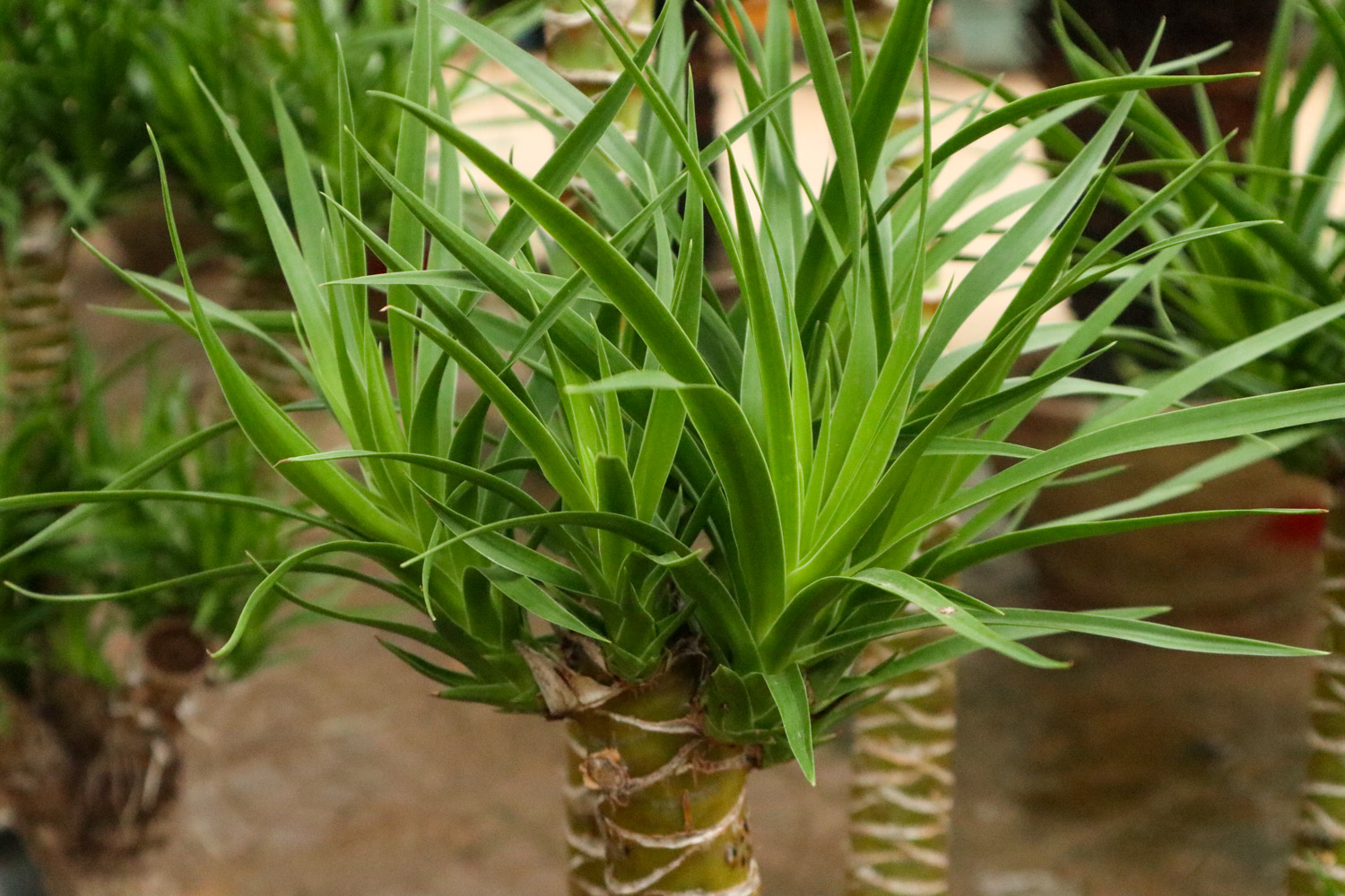 Dragon blood tree