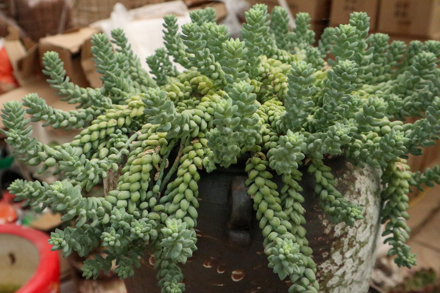 New jade decoration