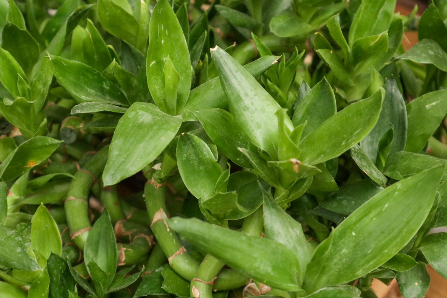 dracaena sanderiana