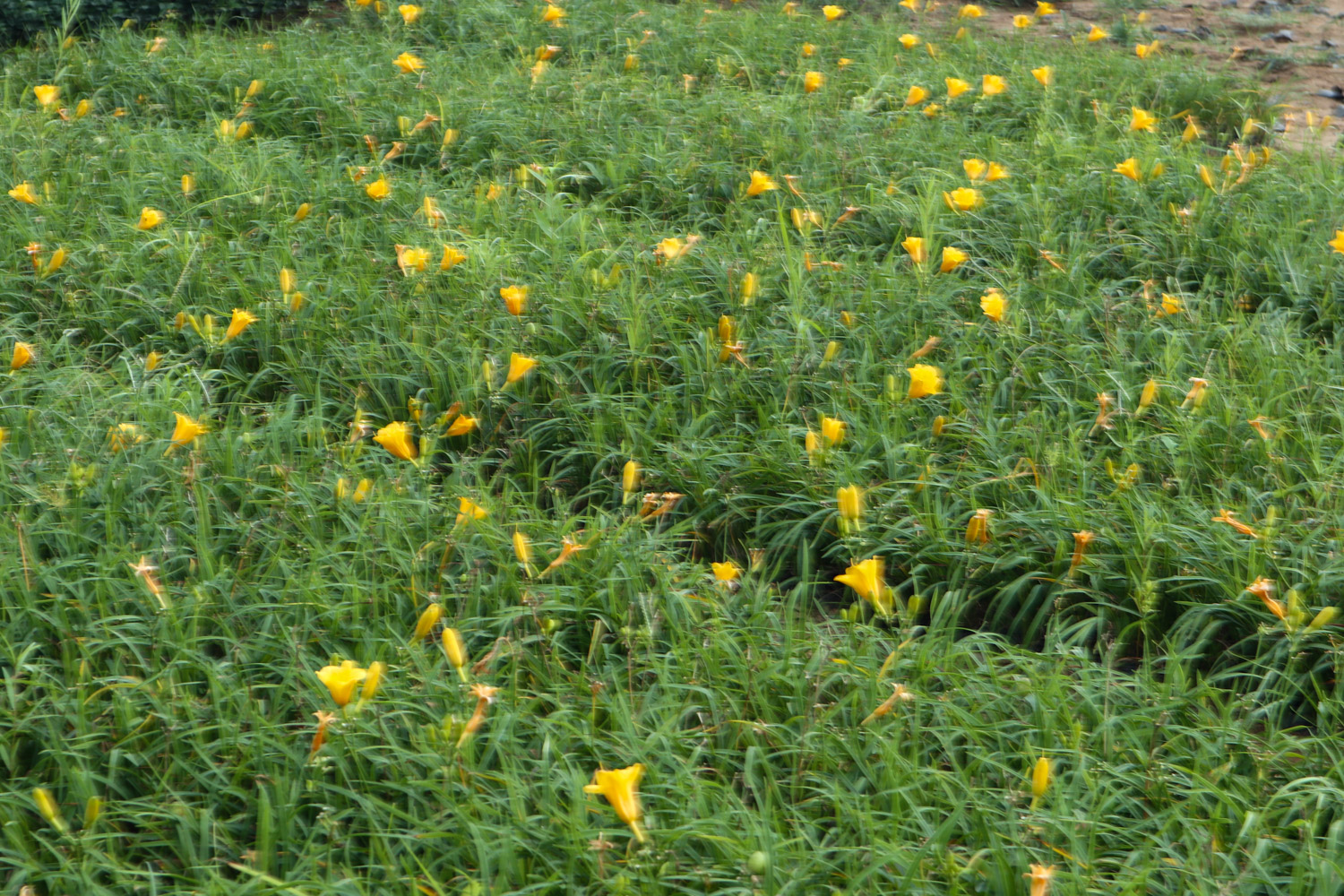 Hemerocallis