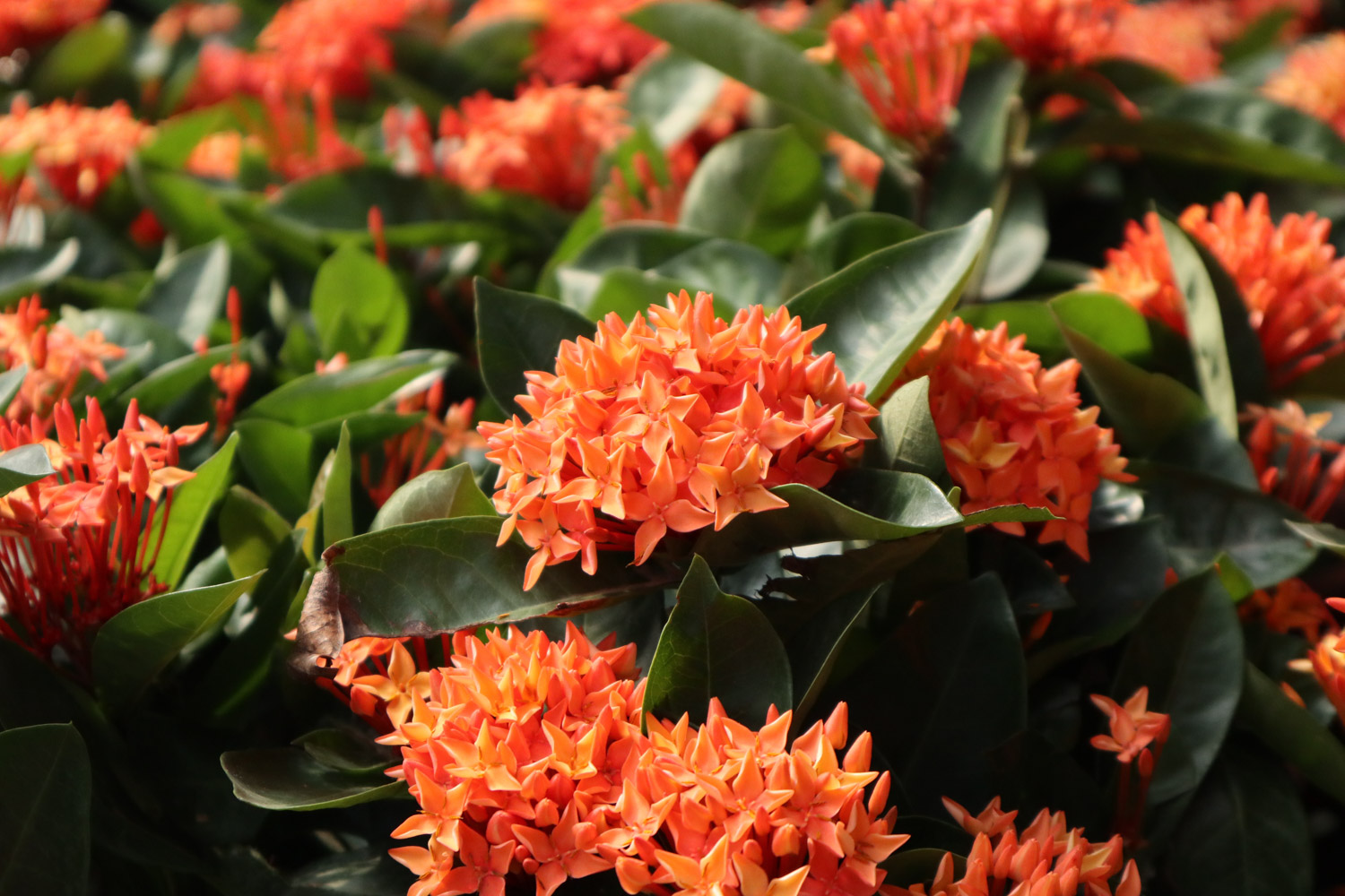 Ixora