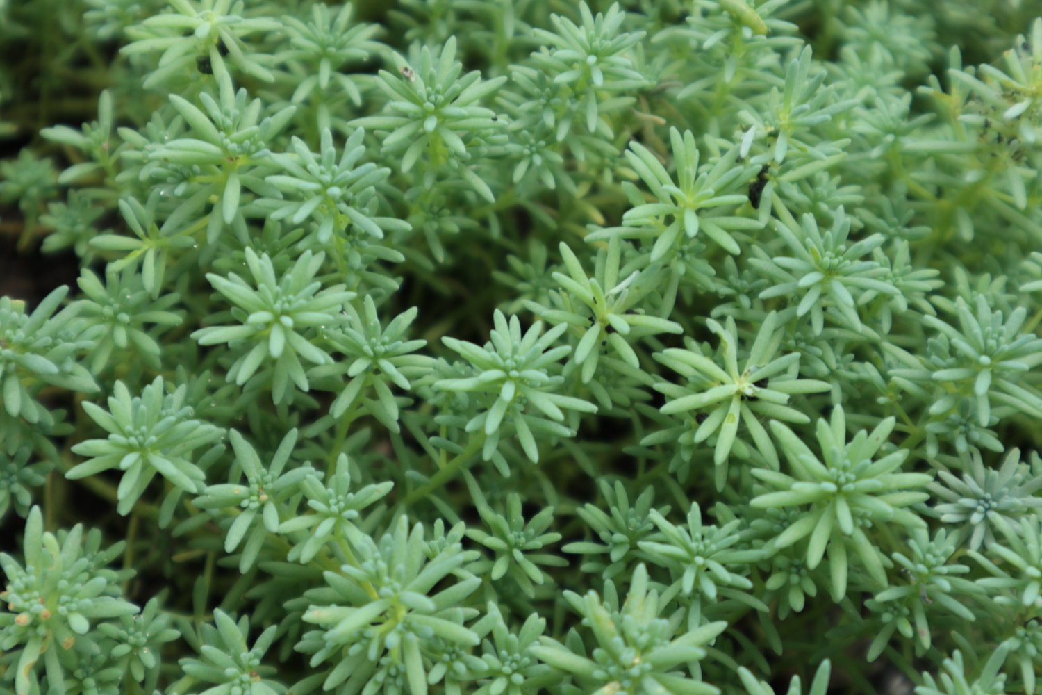 Wannian grass with thin snow