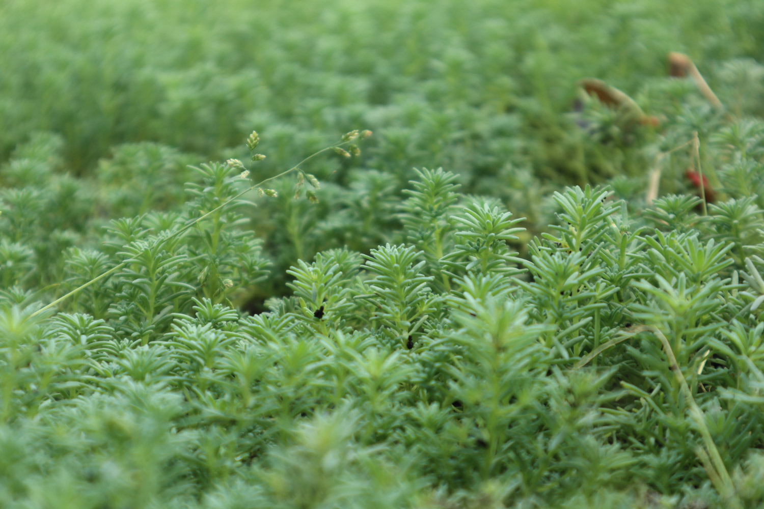 Wannian grass with thin snow