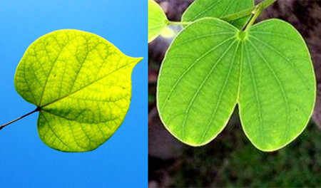 Leaf difference between Bauhinia and Bauhinia