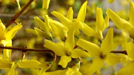 Forsythia suspensa