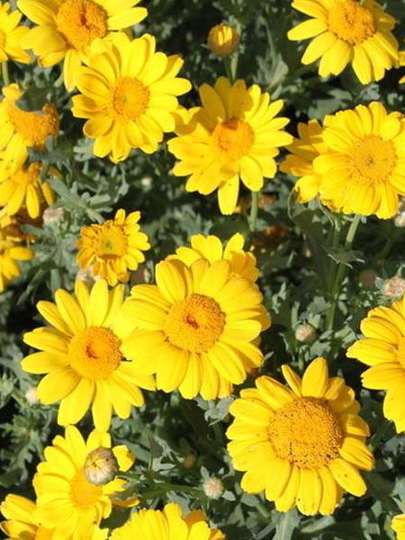 Distinction between Solanum lyratum and Coreopsis
