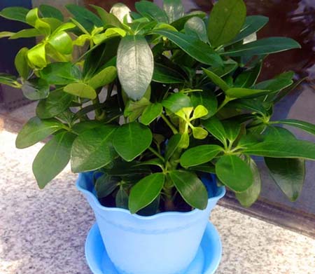 Potted green plant