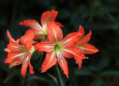 amaryllis