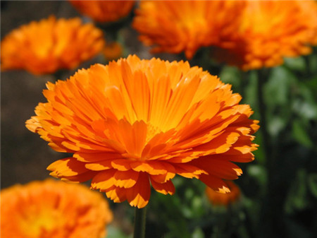 Calendula officinalis