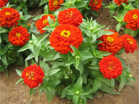 Nice Zinnia