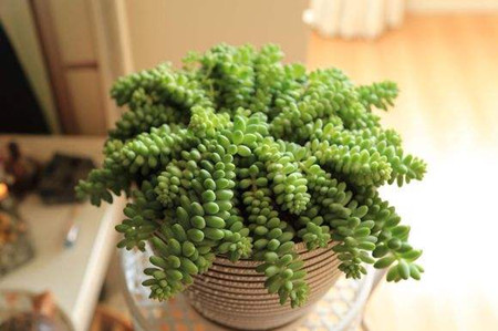 New jade decoration