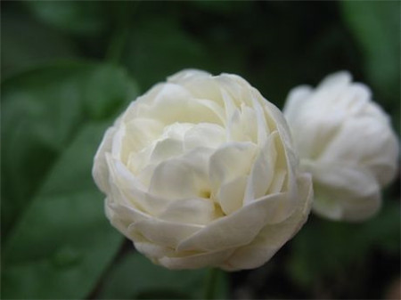 Beautiful tiger head Jasmine