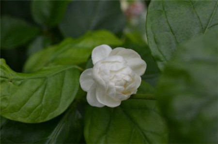 Pearl Jasmine