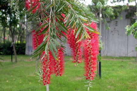 Callistemon viminalis