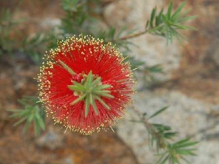 Red Melaleuca flower