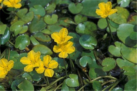 Watercress