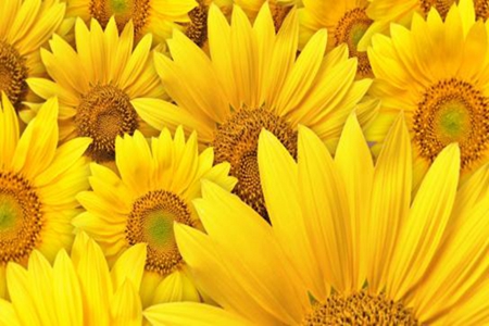 Beautiful sunflower
