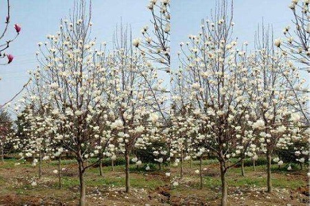 Magnolia