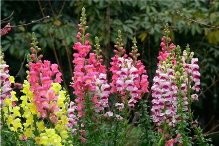 Snapdragon