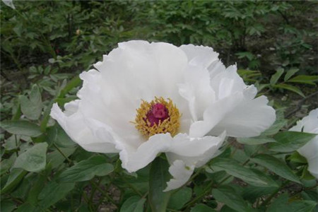 Tree Peony