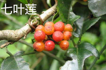 Seven leaf lotus fruit