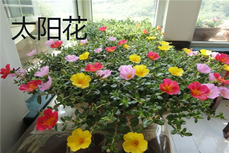 Sun flower