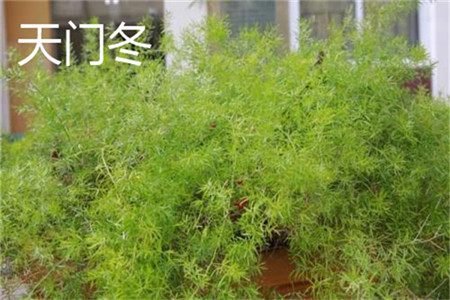 Asparagus