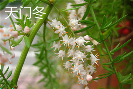 Tianmen winter flower