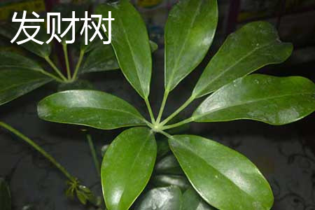 Fortune leaf