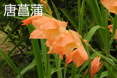 Gladiolus