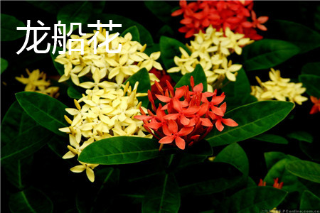 Ixora