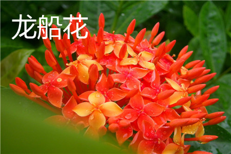 Ixora