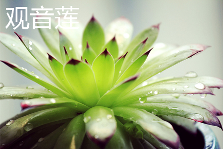 Guanyin lotus
